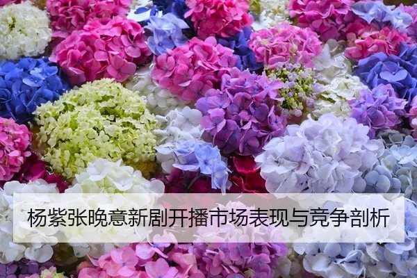 杨紫张晚意新剧开播市场表现与竞争剖析